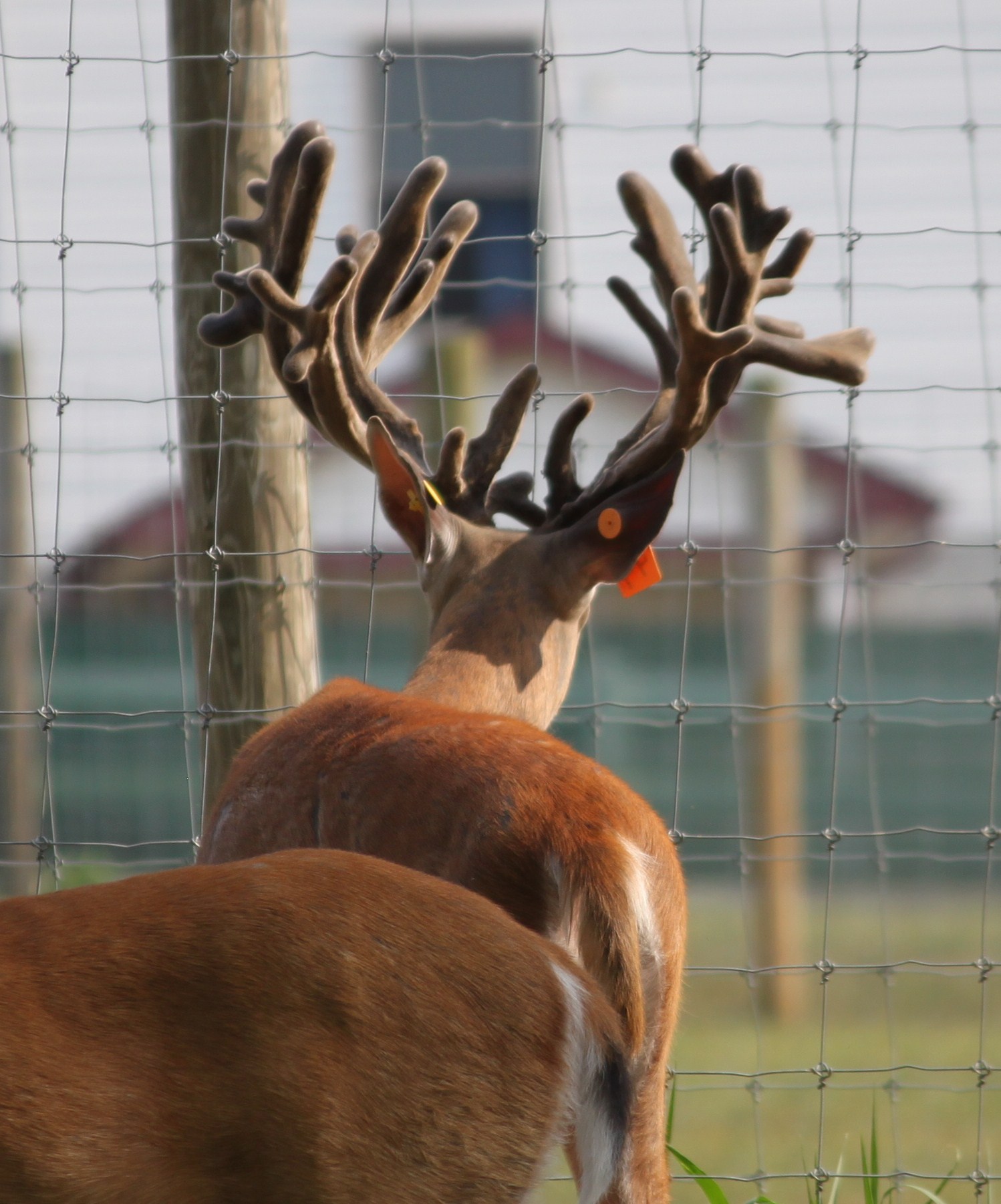 Monster Whitetail Deer for sale, Breeder Bucks, Shooter Bucks